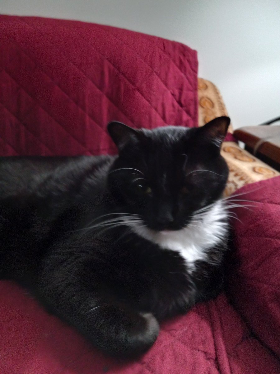 RalphCatAndPhil's tweet photo. #CatsOfTwitter https://t.co/fz2gEZOOYB