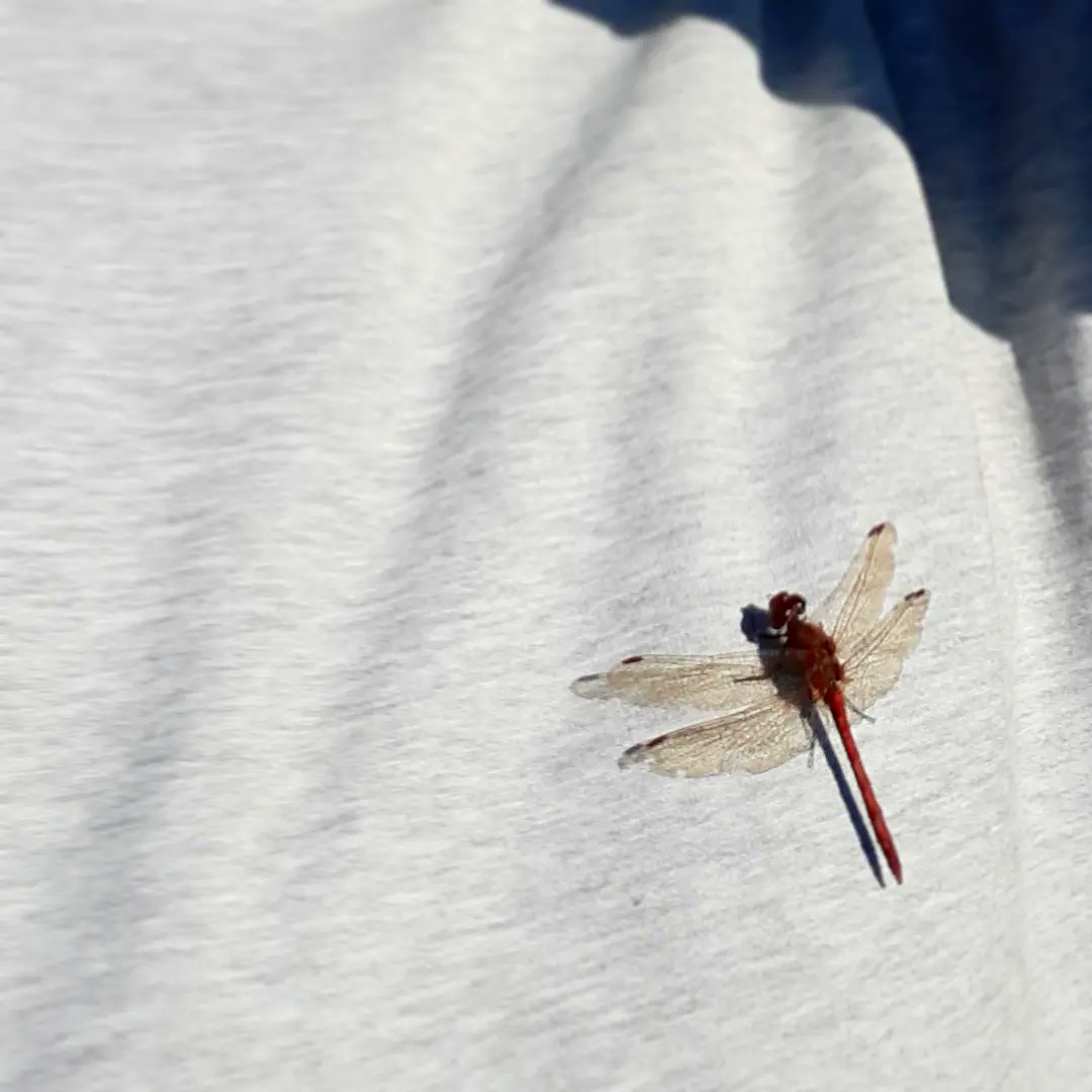 Lovely walk on a sunny autumn day taking time to provide this late visitor!

#dragonfly #odonata #Autumn #Autumnwatch #nature #sunshine #darter #walking