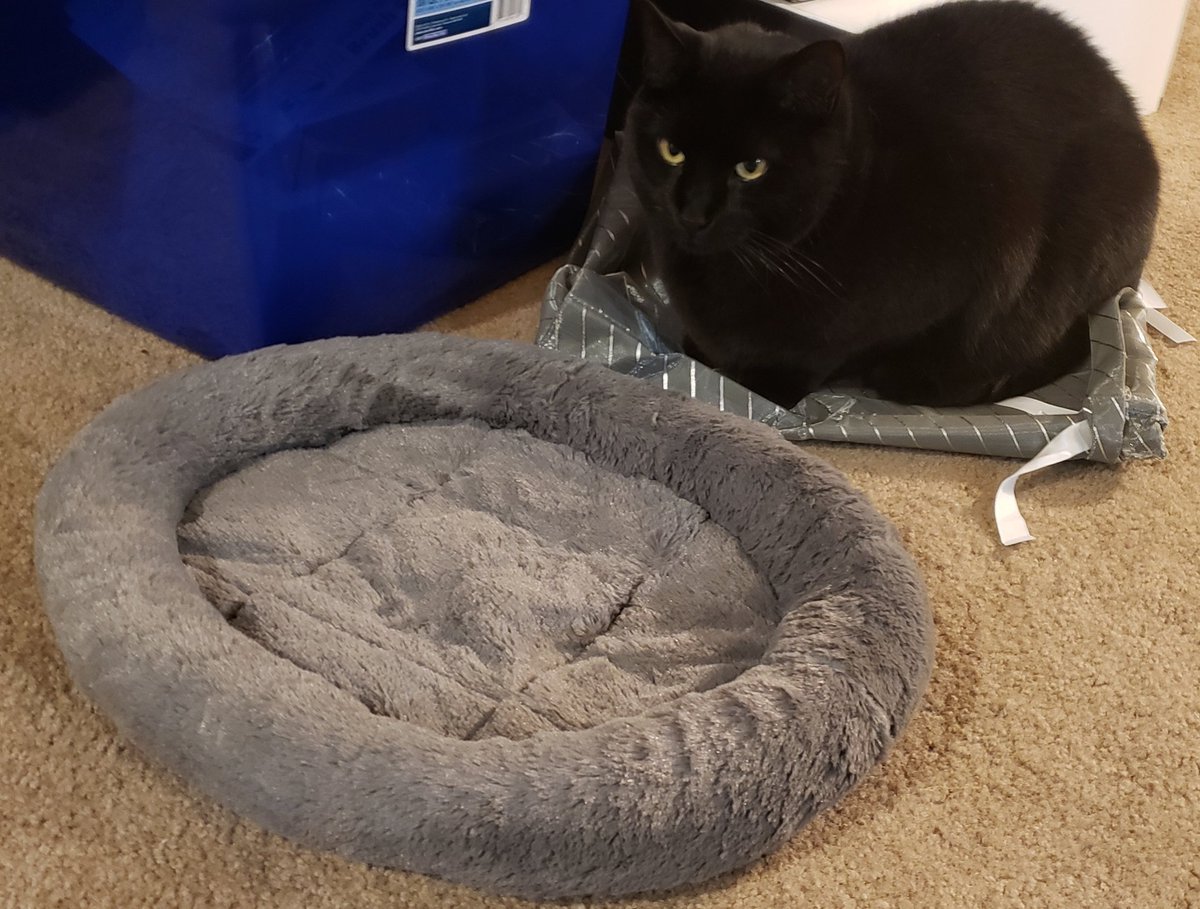 MCarrAnderson's tweet photo. Gift bag > New bed
Cat logic.
#cat #funnycat #BlackCat https://t.co/HbTNmDccKi