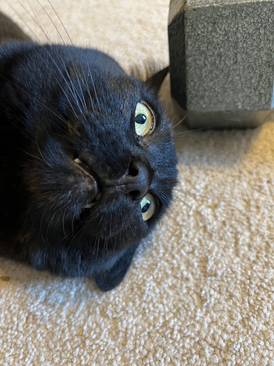 heresmegahn's tweet photo. @DontShowYourCat https://t.co/ZSLxKrrkm5