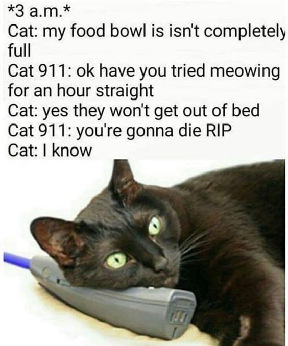 WholesomeMemes (@wholesomememe) on Twitter photo 