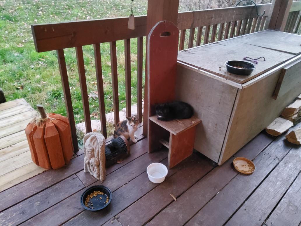 Was feeding a ton of kitty's and cats...and Paddy possum...told Paddy to come back later...lol