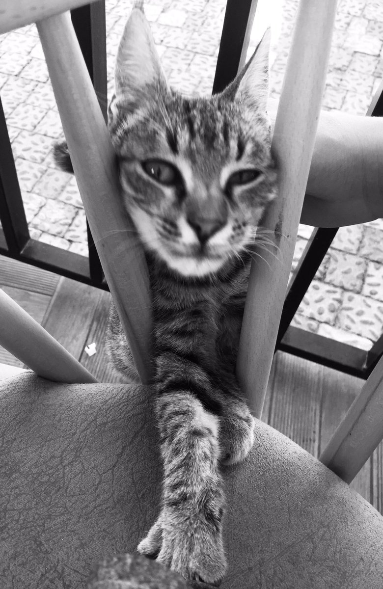 Taha (@tahabulbul) on Twitter photo 