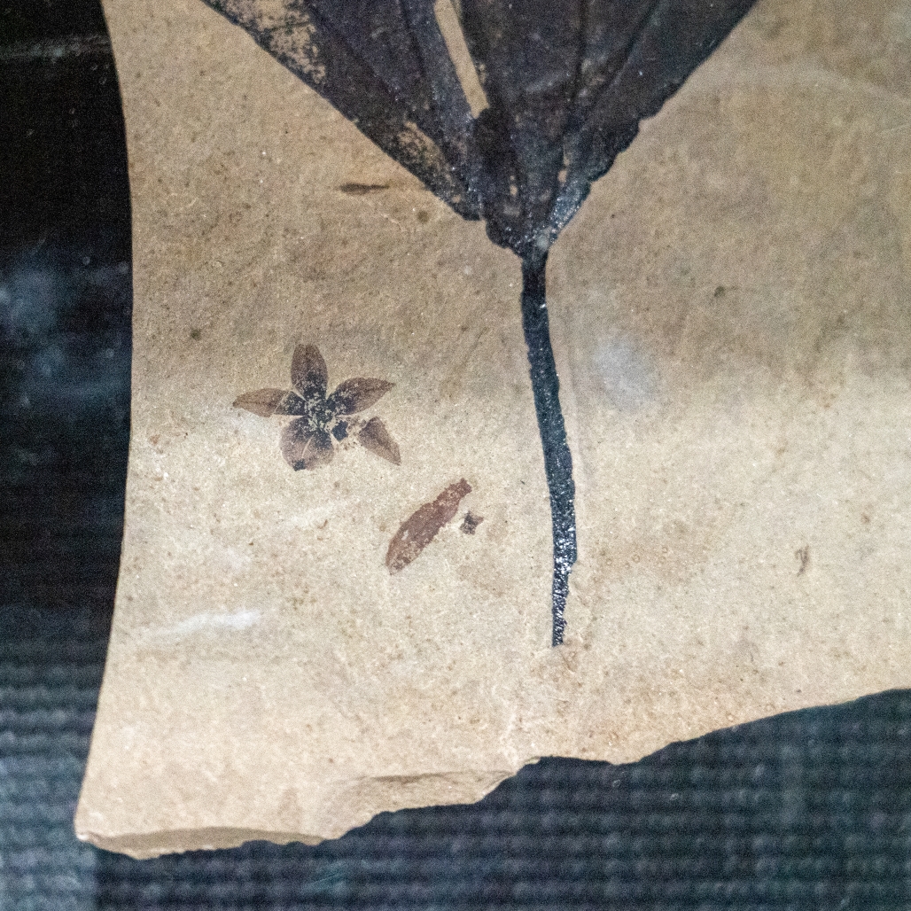 DGchildmuseum's tweet image. Did you know we have some exceptional fossils on display at DGCM? Thanks to a generous donation from hobbyist fossil collector Joe Dabelko, kids can get up close and personal with some incredible fossil specimens. 

#CMUtah #STEMForKid #IDigDinos #Paleontology #FossilFriday