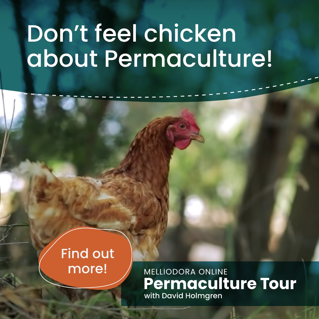 HolmgrenDesign's tweet photo. Melliodora tours are now online! Explore this world famous permaculture demonstration site at your own pace, in your own living room -- and get inspired to make positive change today.

https://t.co/NsEy7qqXxW https://t.co/sOMEkkEpsP