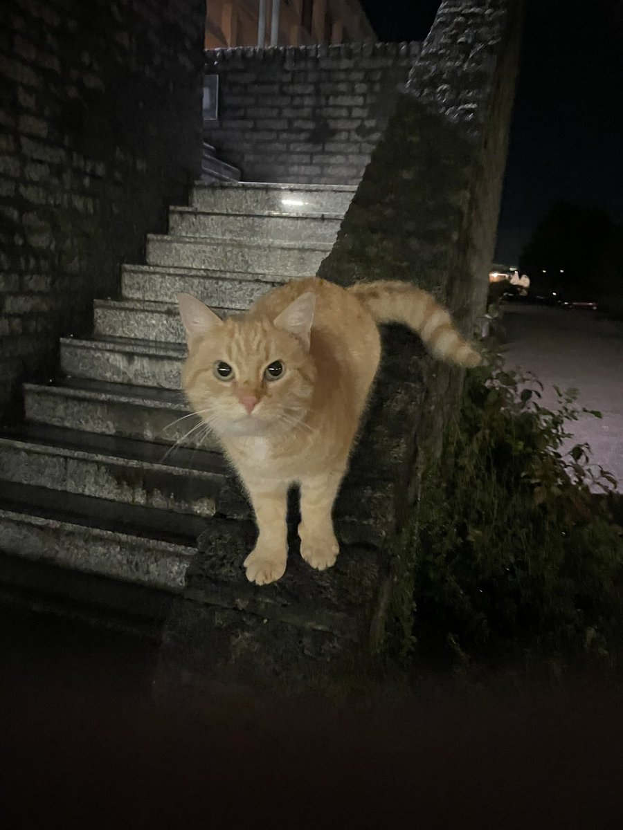 This cheeky one lurks outside <a href="/revspace/">revspace</a> for pets and attention. I need to be realistic and walk away, I shouldn’t get a second cat 😂