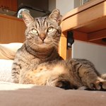 ツイートに含まれる画像