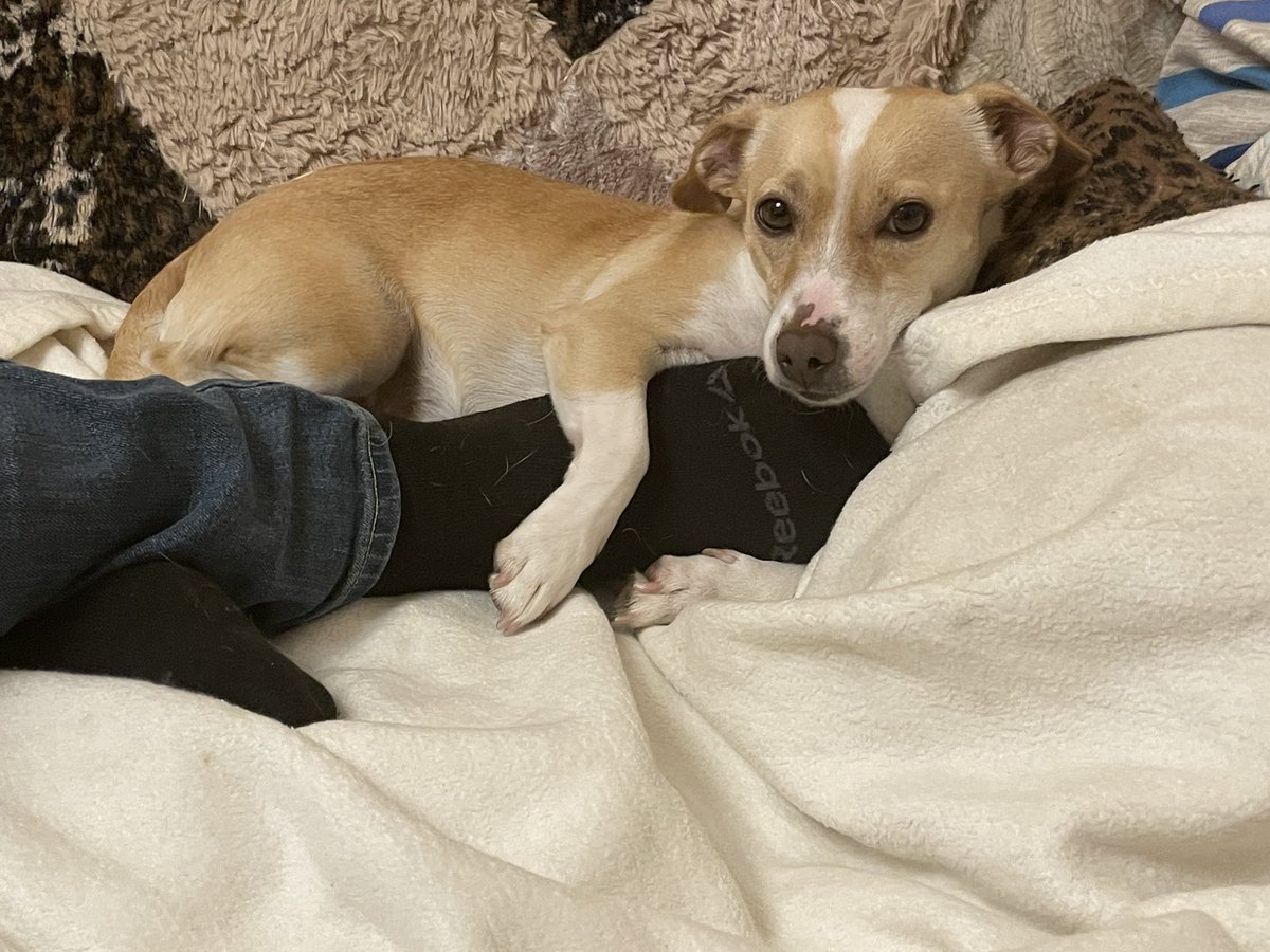 Ohai, please enjoy this picture of my dog cuddling my stepdad’s foot 😂😭