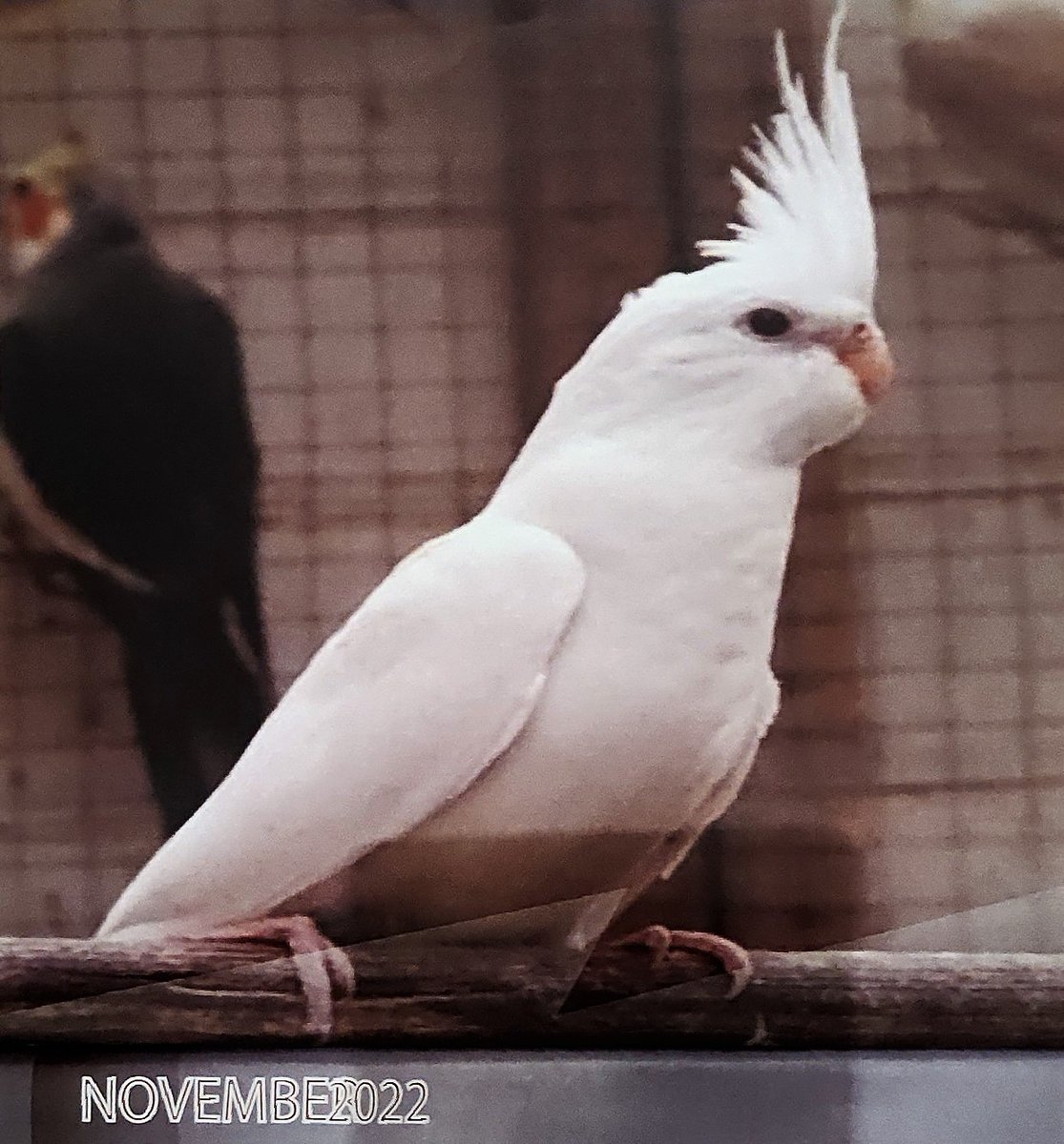 Finishing up this month we have a beautiful white cockatiel serenely perching. #ParrotCalendarOfTheMonth @ParrotOfTheDay