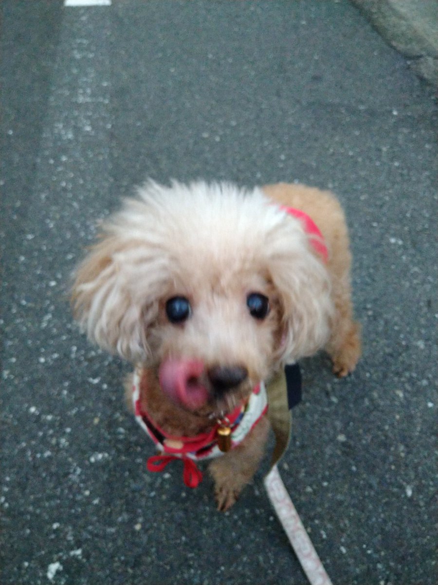 ポメ子様 ポメ子@お嬢は元気！ (@pome_dai) / X