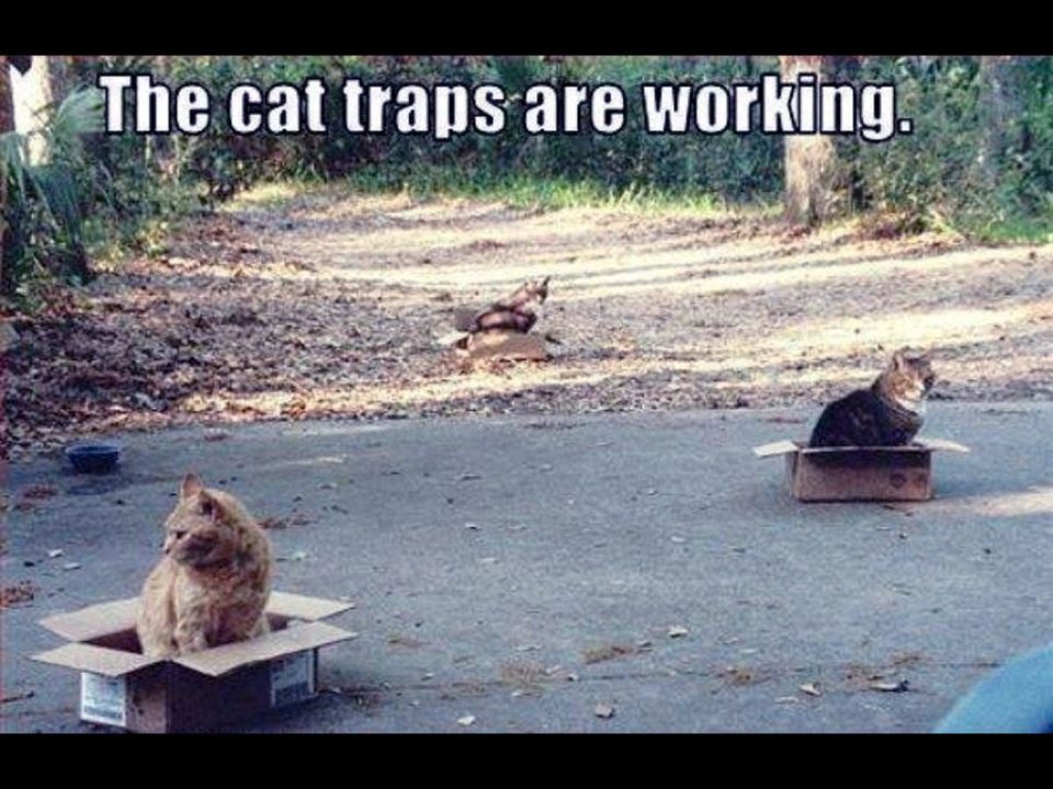 fleur_de_LA's tweet photo. Set out some empty cardboard boxes, and boom! You got free cats!😺📦
#TipsToSaveMoney https://t.co/mWJMrp9qEK