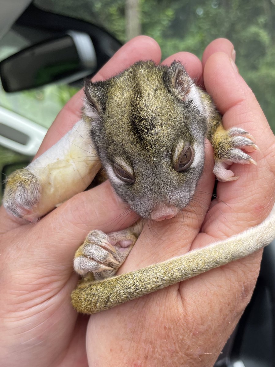 While looking for field sites for our tropical forest successional study <a href="/PantropEu/">PANTROP</a>, a land owner showed me this little cutey &amp; I was convinced it fitted our selection criteria 😀
