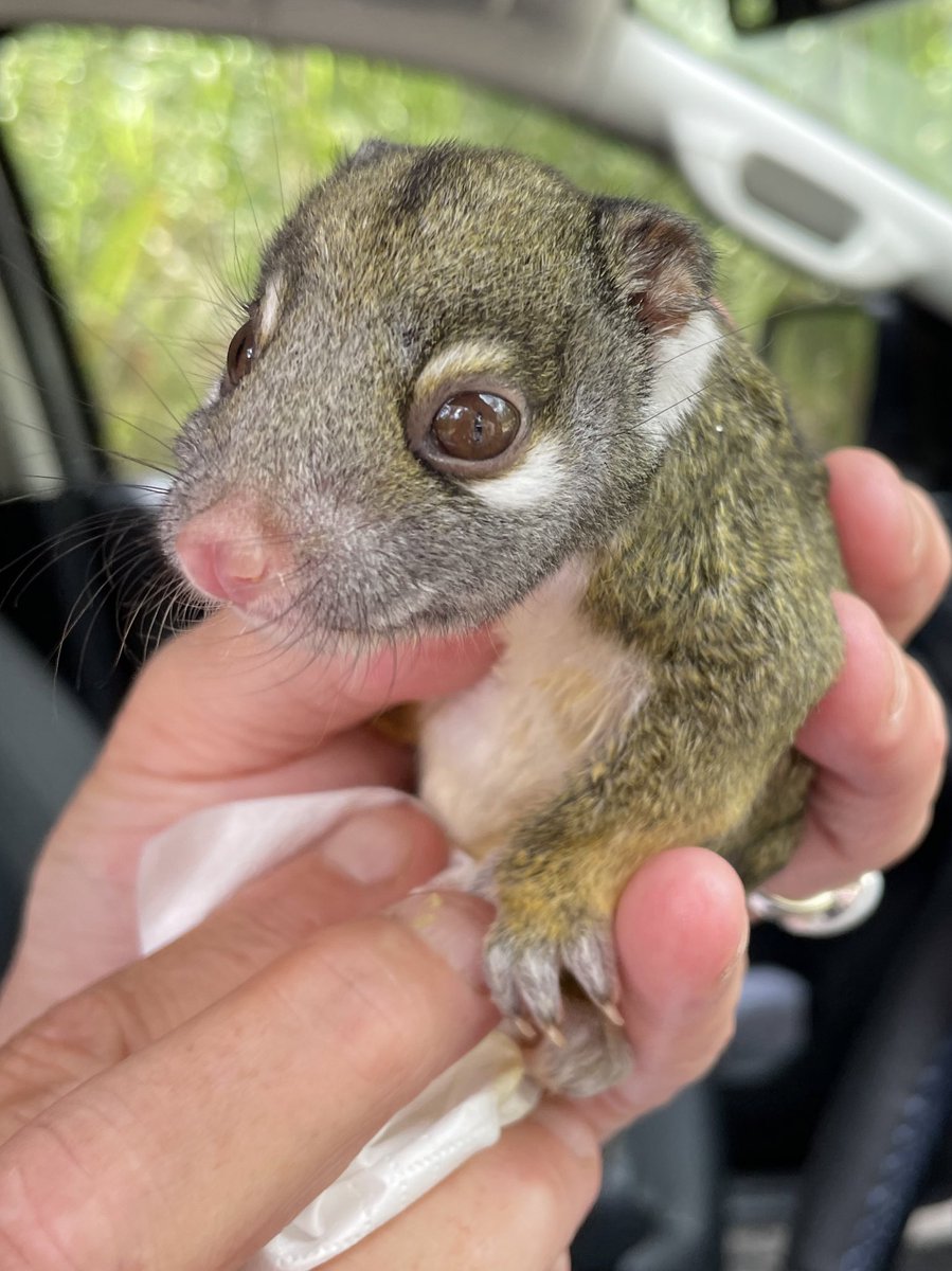 SusanGWLaurance's tweet photo. While looking for field sites for our tropical forest successional study @PantropEu, a land owner showed me this little cutey &amp; I was convinced it fitted our selection criteria 😀 https://t.co/ck8NbvcSiF