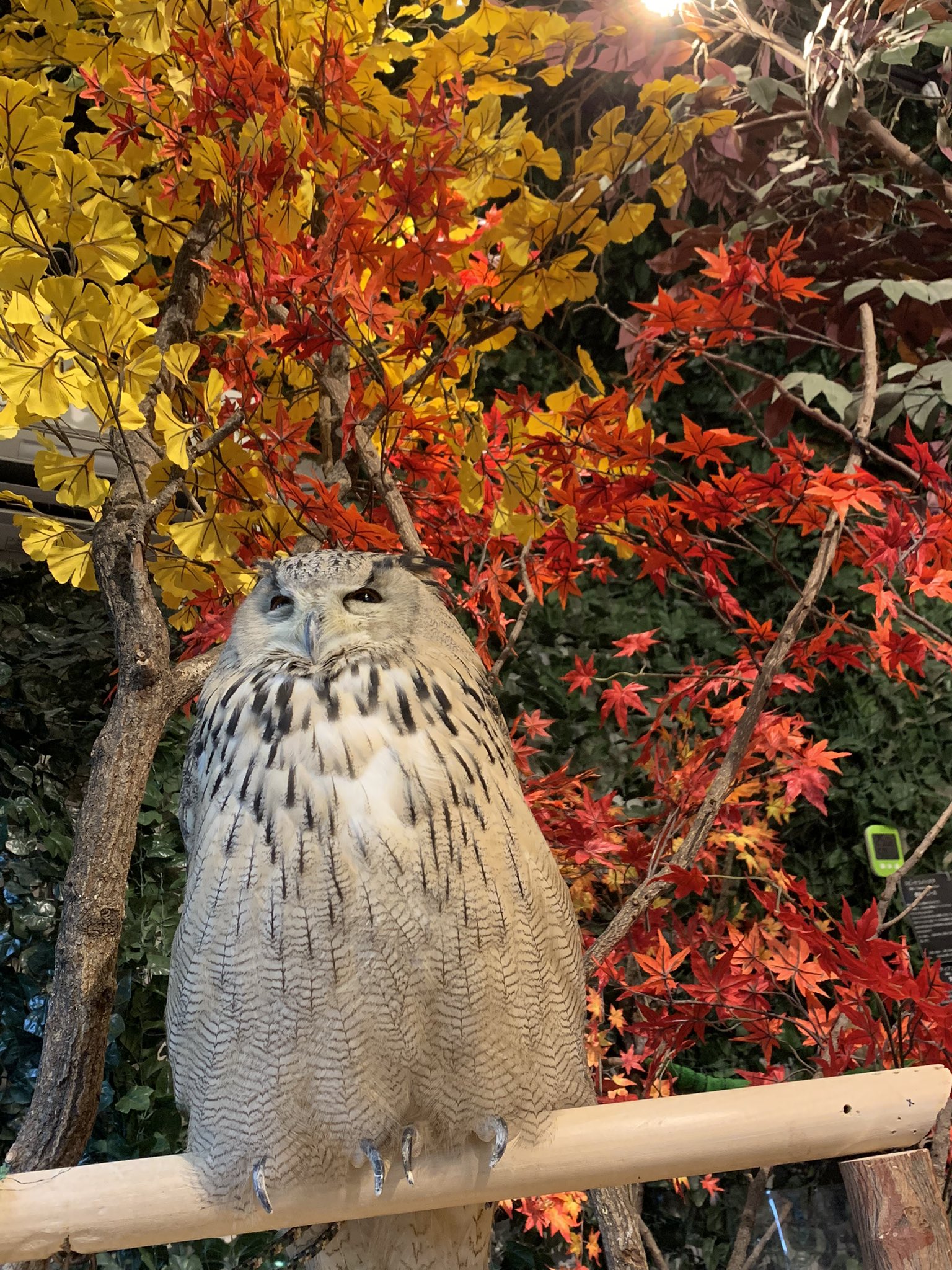 鎌倉乃フクロウの森 Kamakuraowl Twitter