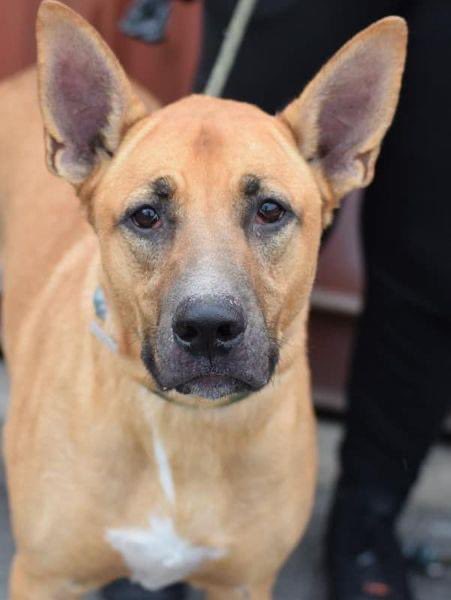 Keith Olbermann's Dogs tweet media