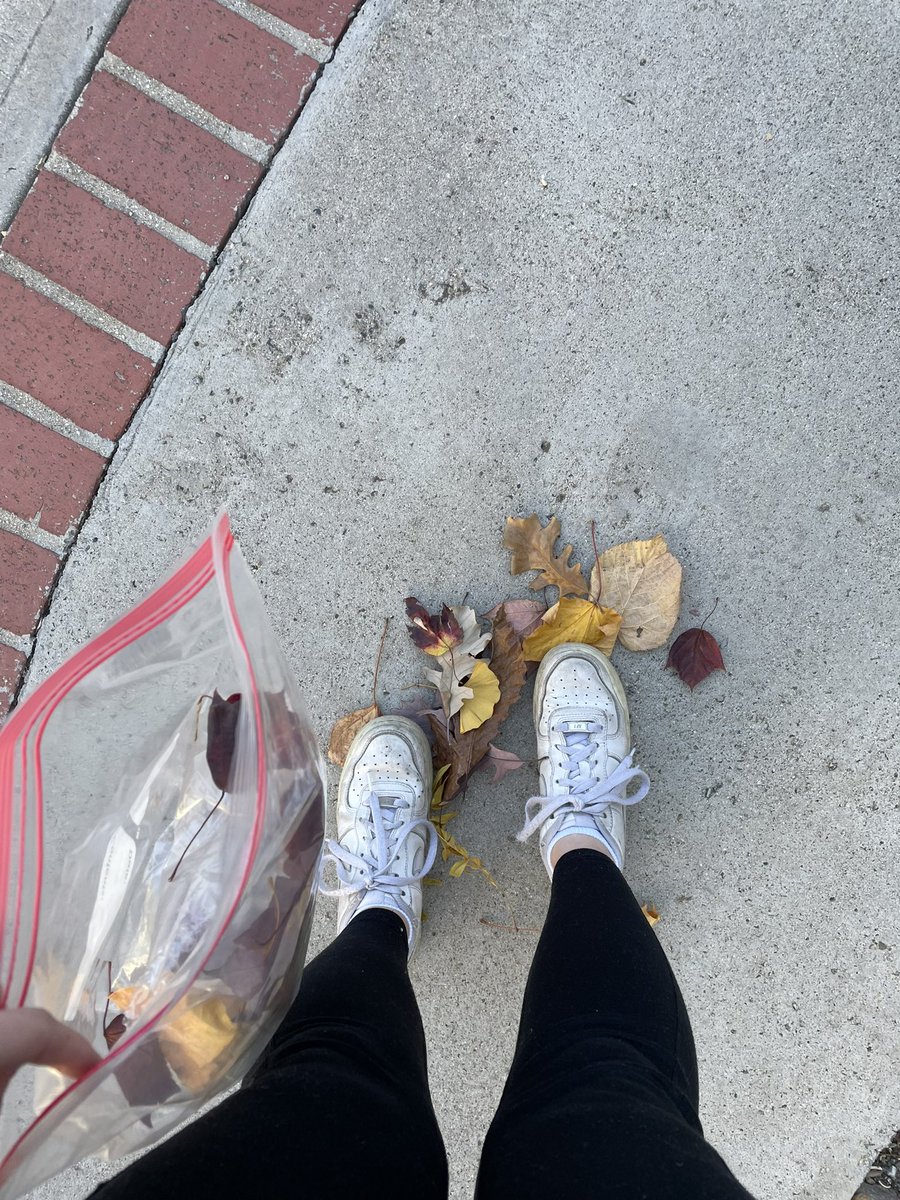kellijoneal's tweet photo. OKAY I know you all have been disappointed by my lack of crunchy leaf content this year, given my recent relocation to Southern California (a place severely lacking in autumnal crispness)

But fret not! @LilyJarz mailed me a box of pure authentic midwestern crunchy leaves!! 🥹🍁 https://t.co/r5U4lS0U3V