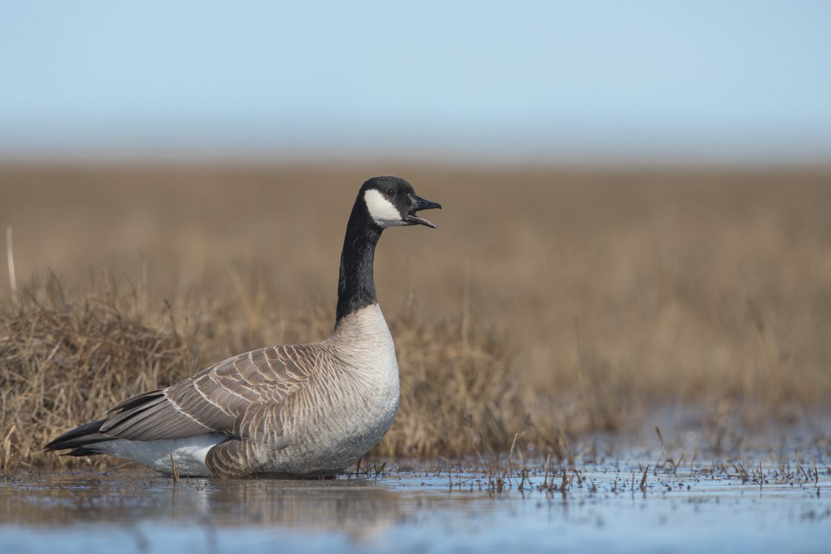 USGS Alaska tweet media