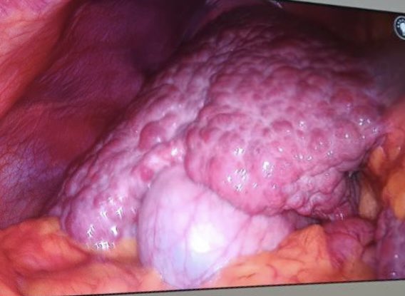 Dr Jorge Farell tweet media