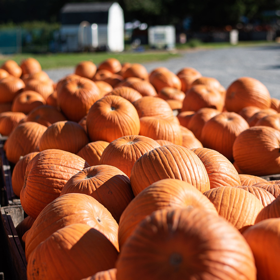 Thank you so much Fox News for highlighting our U-Pick Pumpkin Patch as a must-see fall destination! 

You can read the article here: fxn.ws/3Nyars1
