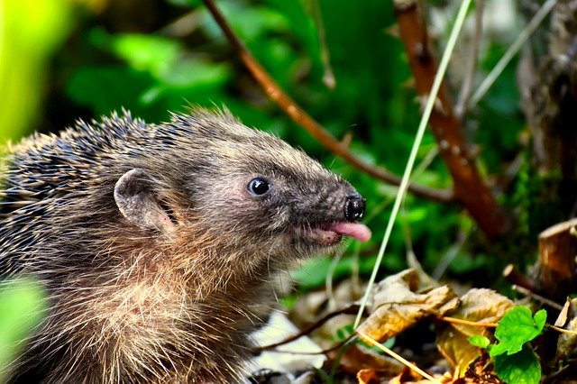 Hedgehogs appeared on Earth about 58 million years ago.
The smallest of them was only about 5 centimeters long and lived in the rainforests of British Columbia about 52 million years ago. Now hedgehogs are found even in Siberia.
#Hedgehogs #NFTs #NFTCommuntiy