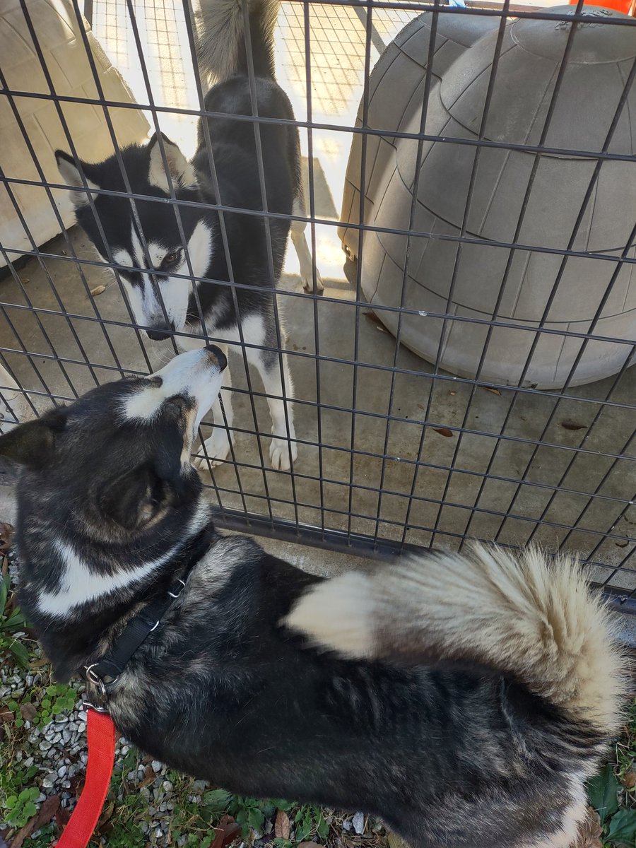 Took Bella to meet her soon to be sister today. We are getting a second husky. Hope they keep each other happy, and we enjoy every minute of it! If you asked me 2 years ago, I was a crazy cat man...