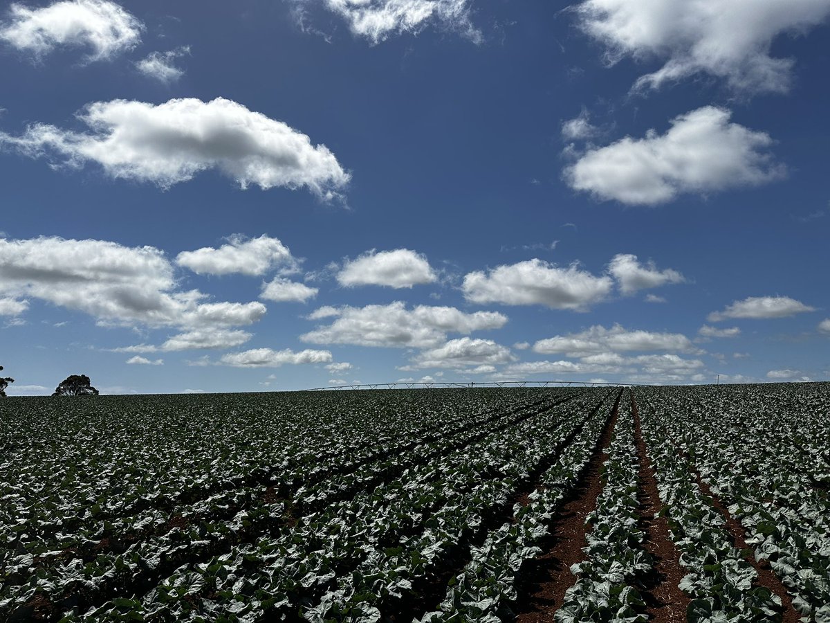 Dylan Bellchambers tweet media