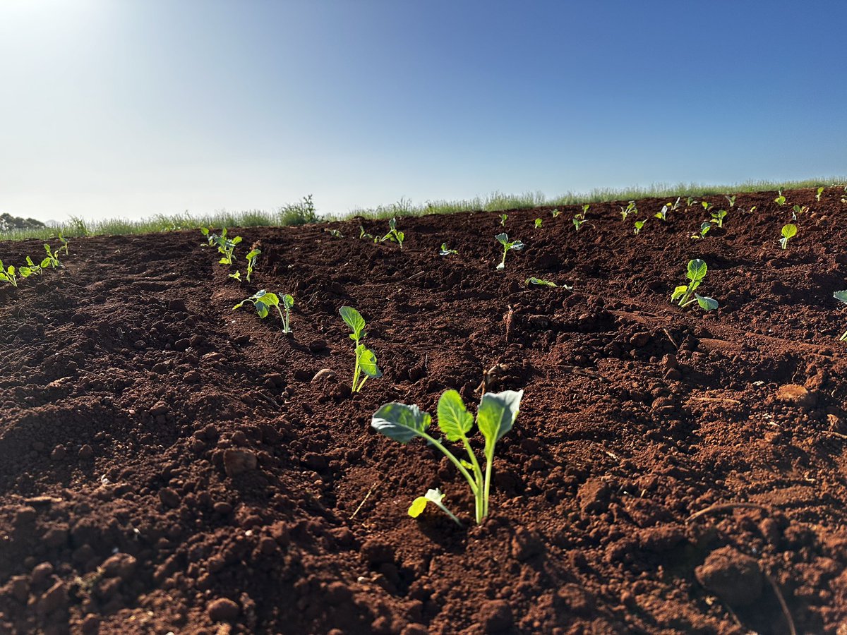 All go now spring has finally decided to turn up and the clouds turned the tap off for now! 🥦🚜 #tasmania #ag #broccoli