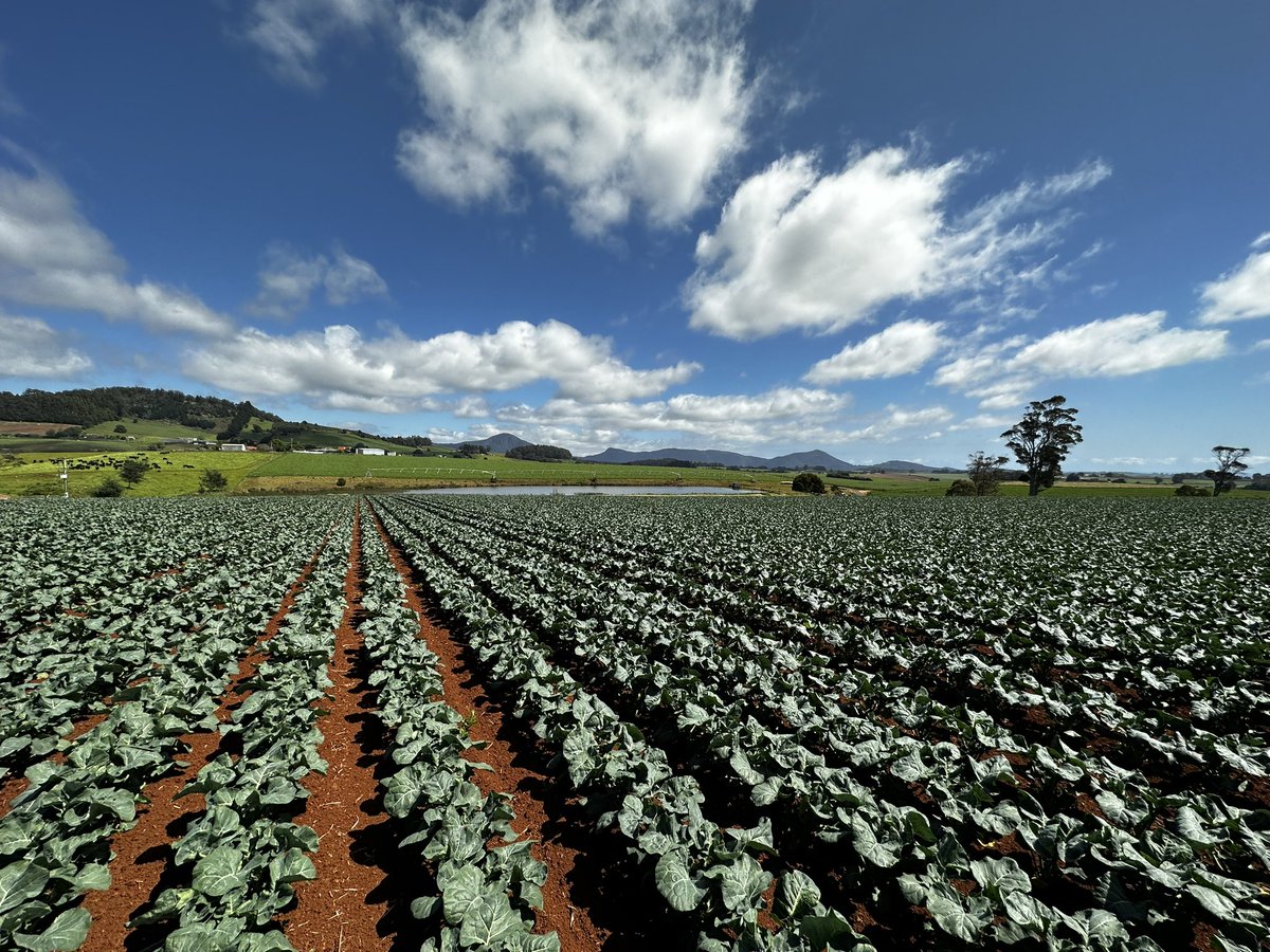 Dylan Bellchambers tweet media