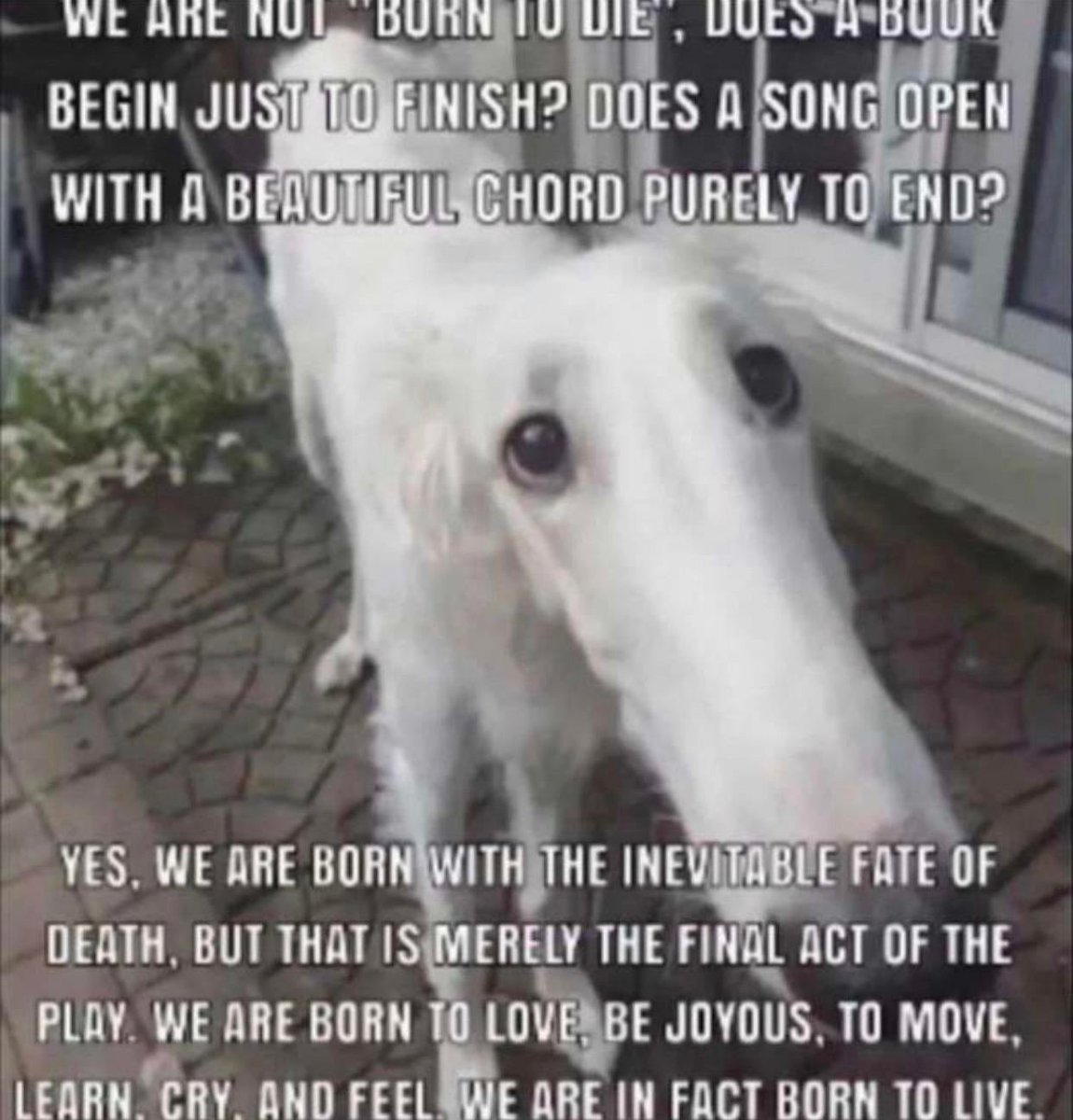 𝐉𝐎𝐉𝐎 (@returnedjoestar) on Twitter photo 