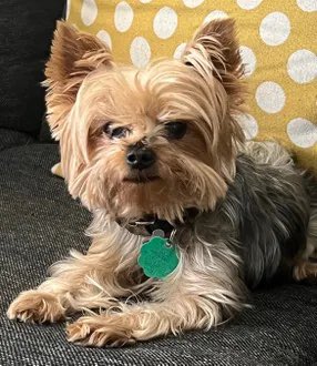 Keith Olbermann on Twitter: "LOUIE IS MISSING IN QUEENS: last seen at