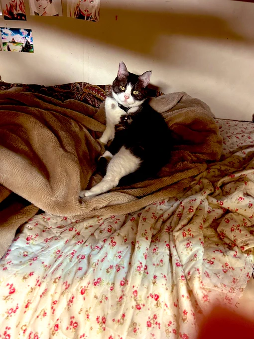 猫って不自然なくらいにビジュが完璧な生物すぎるなんでこんなかわいいの? 