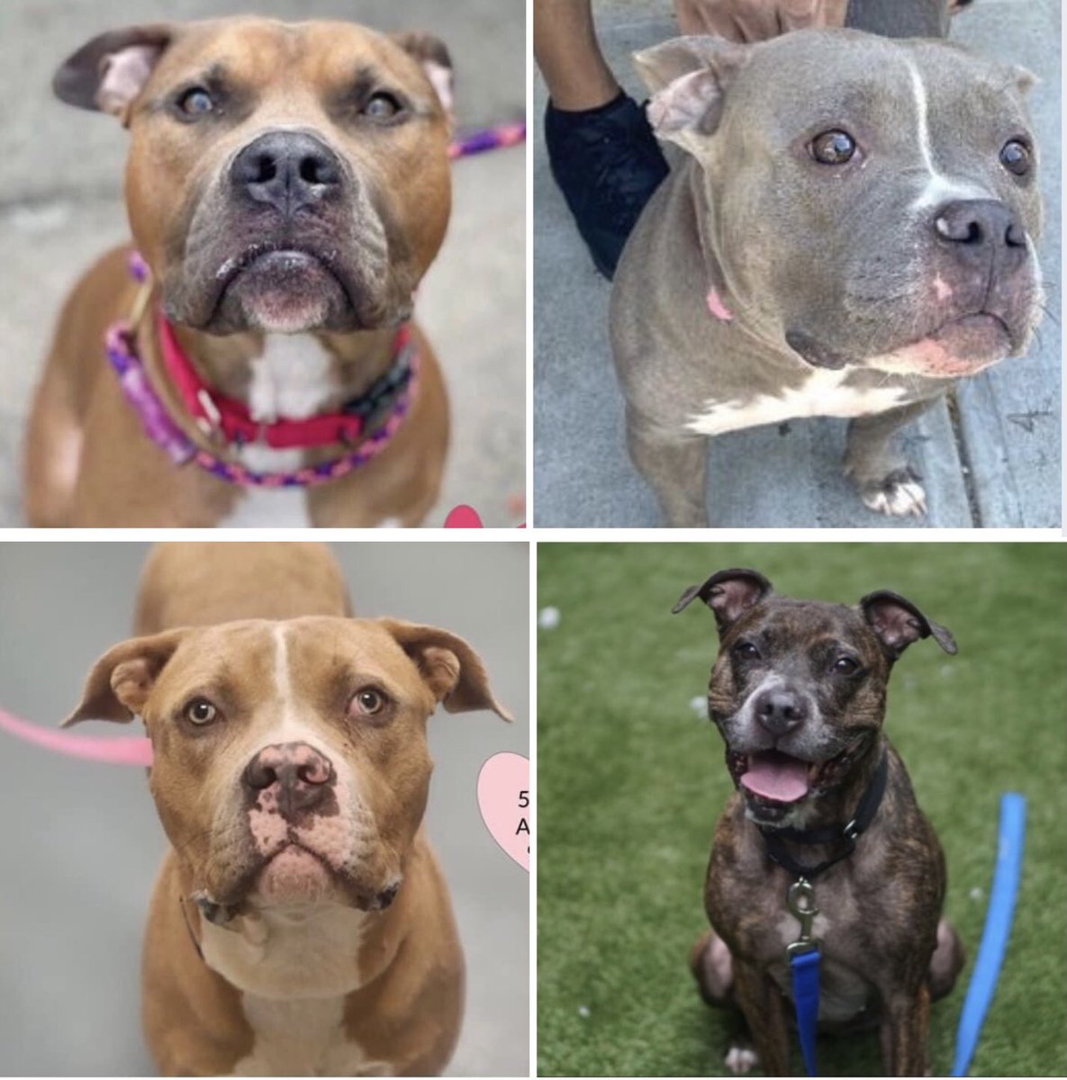 woehrlejill's tweet photo. DOGS KILLED AT NYCACC IN 14 DAYS
Diamond 147687, Hudson 146211, Etch a Sketch 155773, Jorge 154986, Milo 152777, Chewy 152810, Pookie 149611, Lucas 154792, Swag 154446, Bubbles 152571, Crest 154771,  Xena 149991, Rocky Balboa 154243, Metallica 156160, Babu 155230, Blackout 154513 https://t.co/93P4iiUHyh