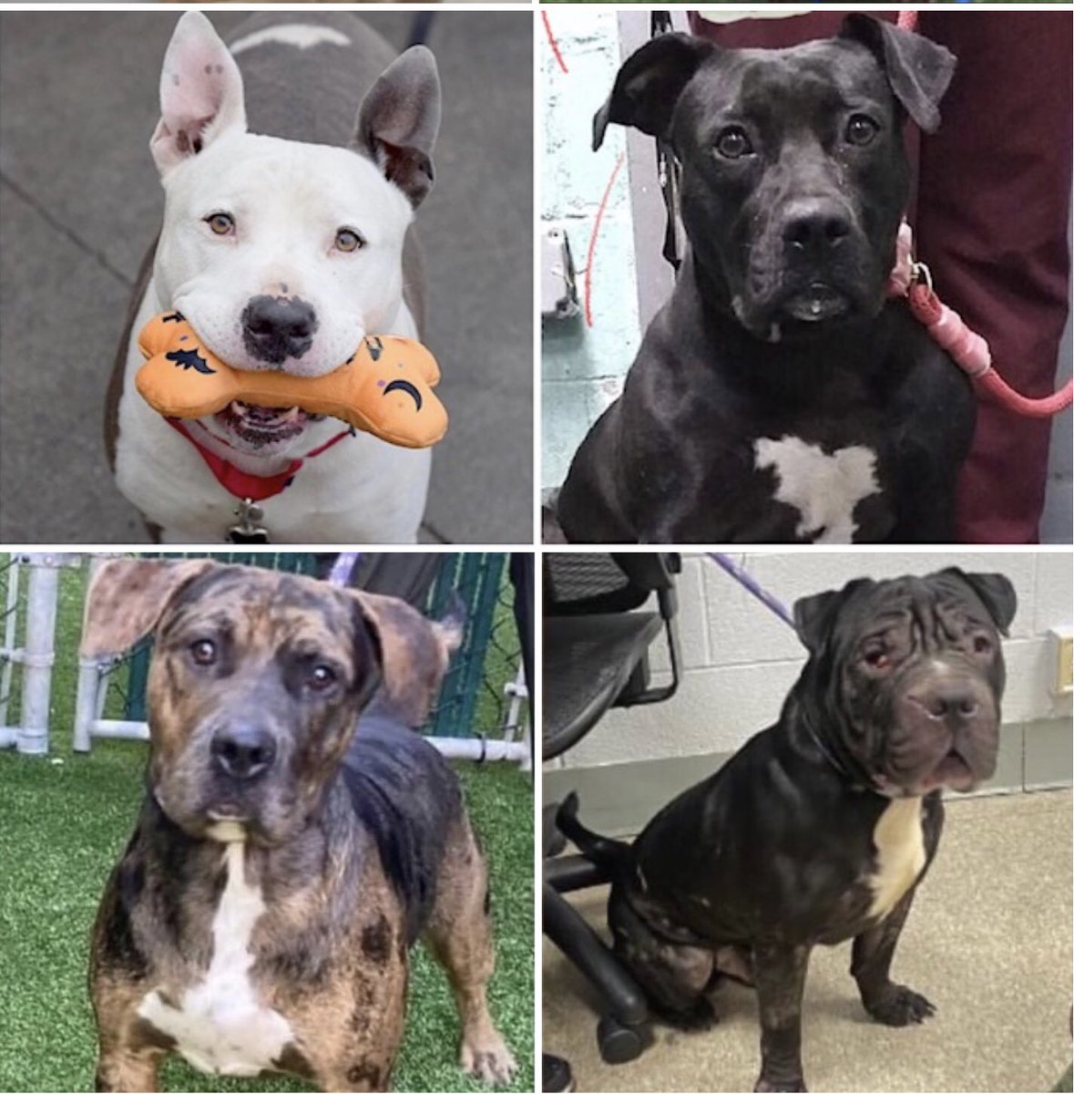 woehrlejill's tweet photo. DOGS KILLED AT NYCACC IN 14 DAYS
Diamond 147687, Hudson 146211, Etch a Sketch 155773, Jorge 154986, Milo 152777, Chewy 152810, Pookie 149611, Lucas 154792, Swag 154446, Bubbles 152571, Crest 154771,  Xena 149991, Rocky Balboa 154243, Metallica 156160, Babu 155230, Blackout 154513 https://t.co/93P4iiUHyh