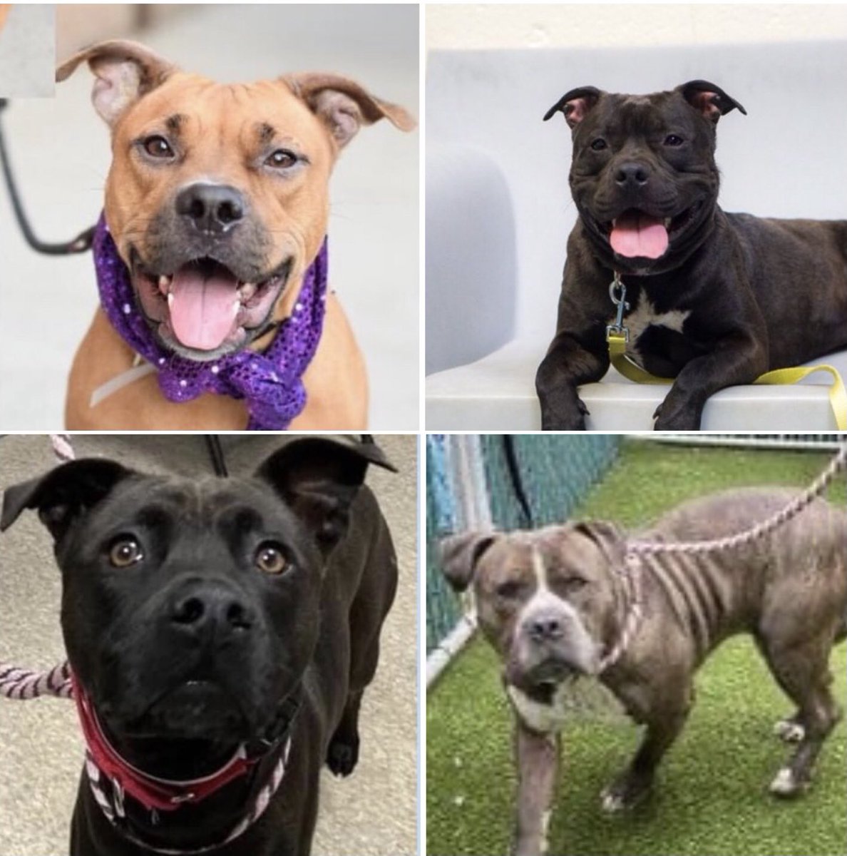 woehrlejill's tweet photo. DOGS KILLED AT NYCACC IN 14 DAYS
Diamond 147687, Hudson 146211, Etch a Sketch 155773, Jorge 154986, Milo 152777, Chewy 152810, Pookie 149611, Lucas 154792, Swag 154446, Bubbles 152571, Crest 154771,  Xena 149991, Rocky Balboa 154243, Metallica 156160, Babu 155230, Blackout 154513 https://t.co/93P4iiUHyh