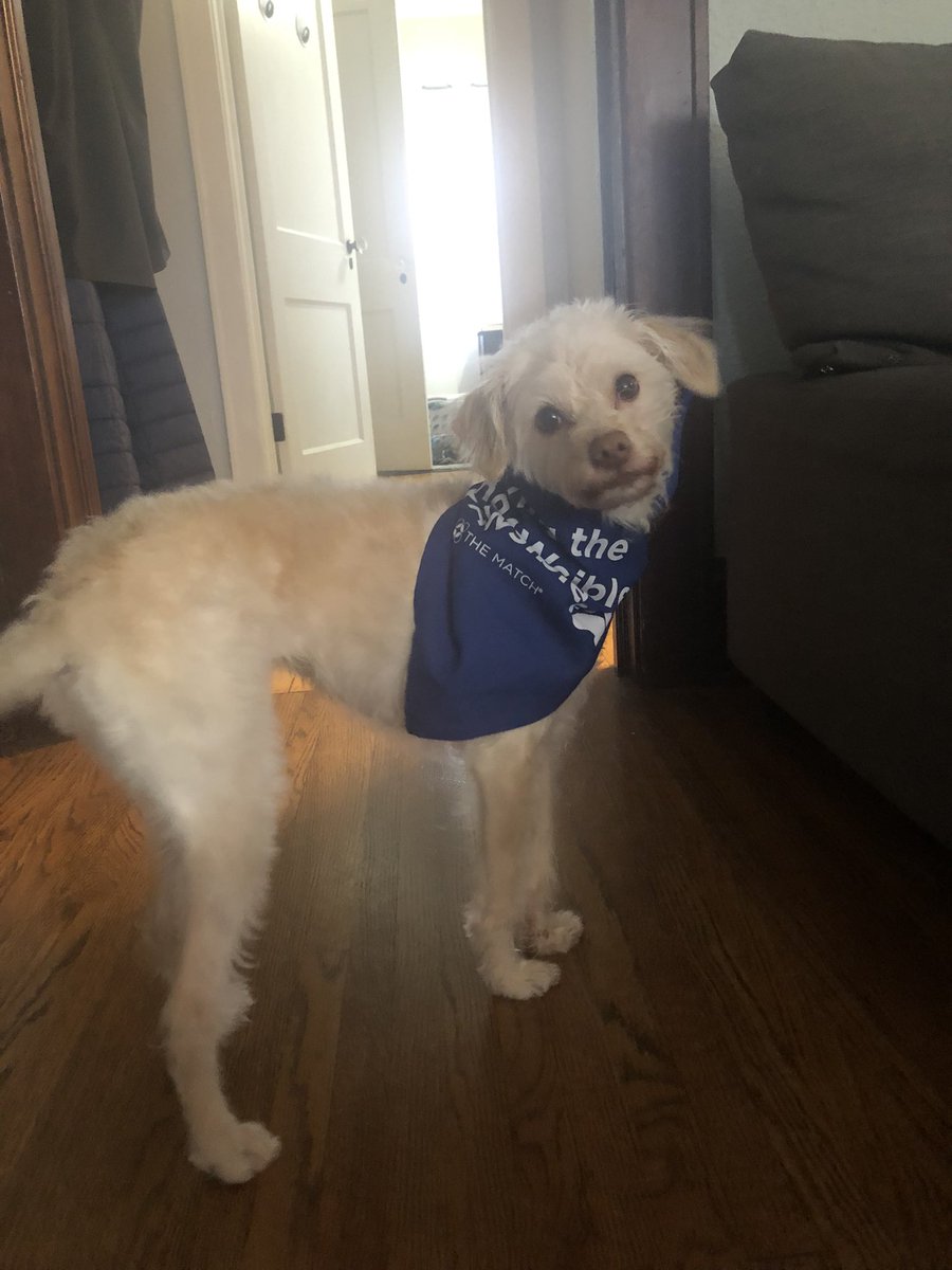 adustingofsugar's tweet photo. Even if it’s big on her, Bibi still enthusiastically supports #oneforum with her bandanna. https://t.co/8l8cPejnkD