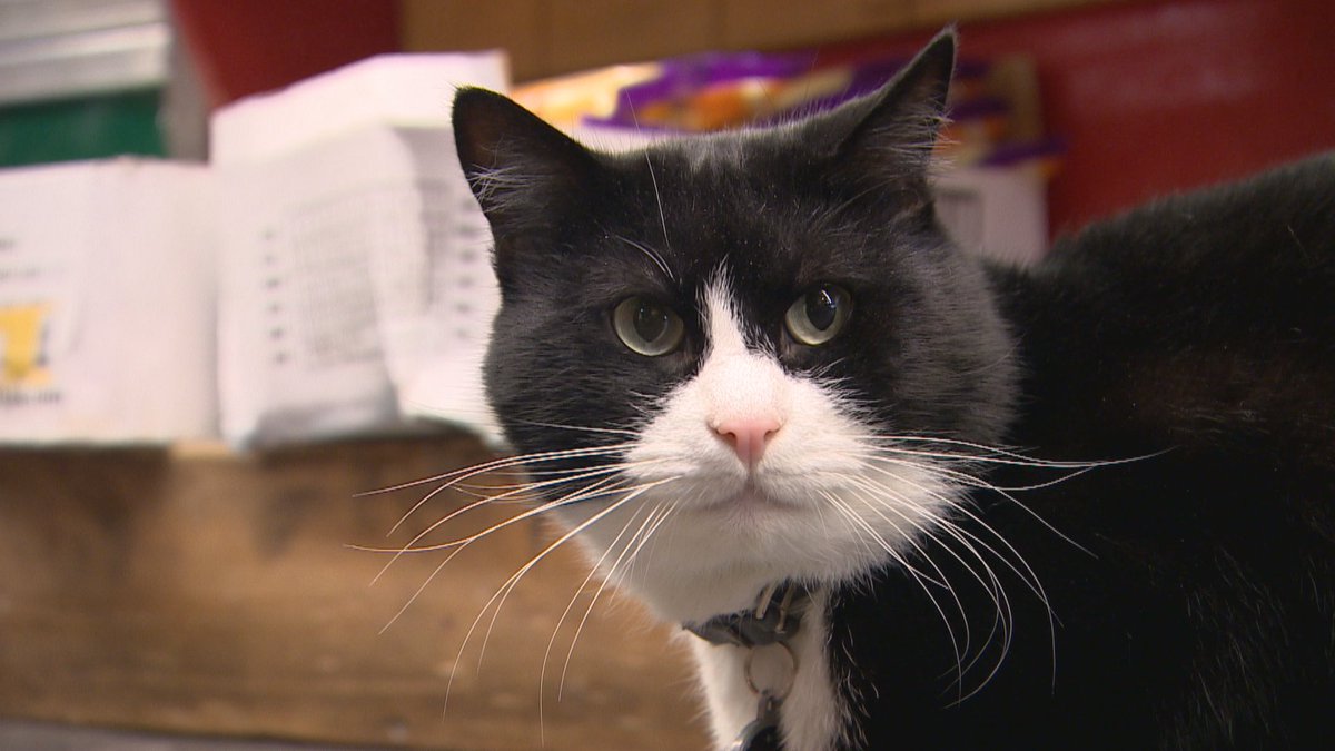 DanBurritt's tweet photo. The cat who can't come back: At 6pm @CBCVancouver, @liam_britten will introduce you to Mickey, the chief mouser and mascot at a local produce shop who's been told to live his 9 lives somewhere else. Watch live here: https://t.co/XFs3La4dWr https://t.co/k7lT9SFDv3