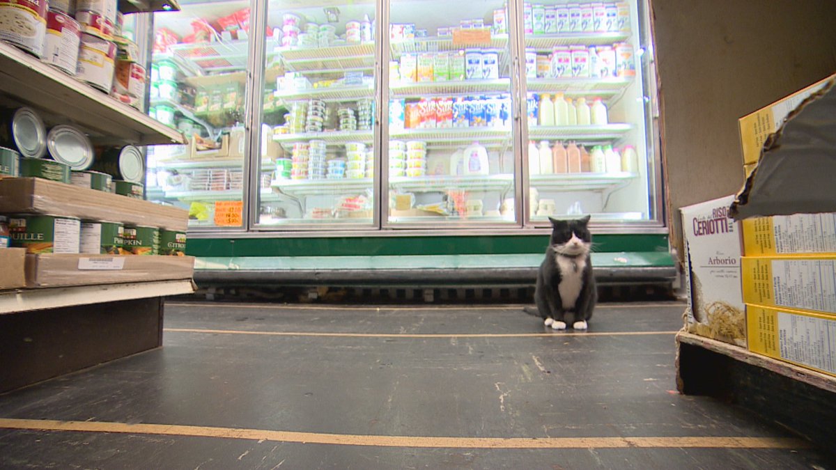 DanBurritt's tweet photo. The cat who can't come back: At 6pm @CBCVancouver, @liam_britten will introduce you to Mickey, the chief mouser and mascot at a local produce shop who's been told to live his 9 lives somewhere else. Watch live here: https://t.co/XFs3La4dWr https://t.co/k7lT9SFDv3