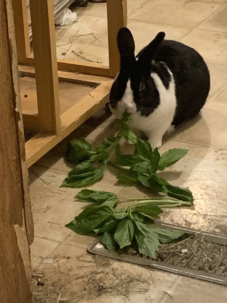 preciousways12's tweet photo. #Wilsonparty is starting! Basil for everyone! https://t.co/LtB4A2OVww