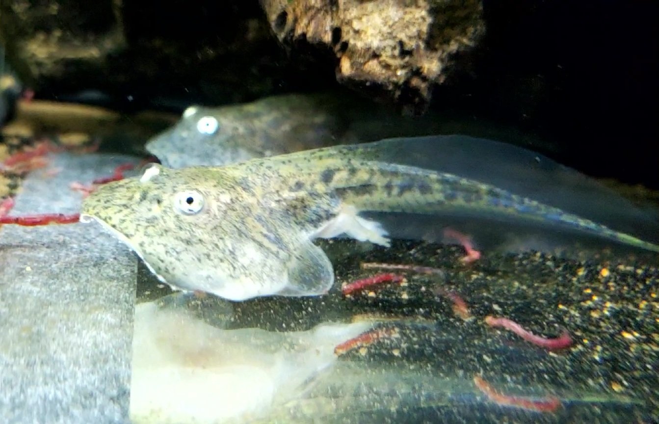 今井アレクサンドル作品(おたまじゃくし 金魚様)