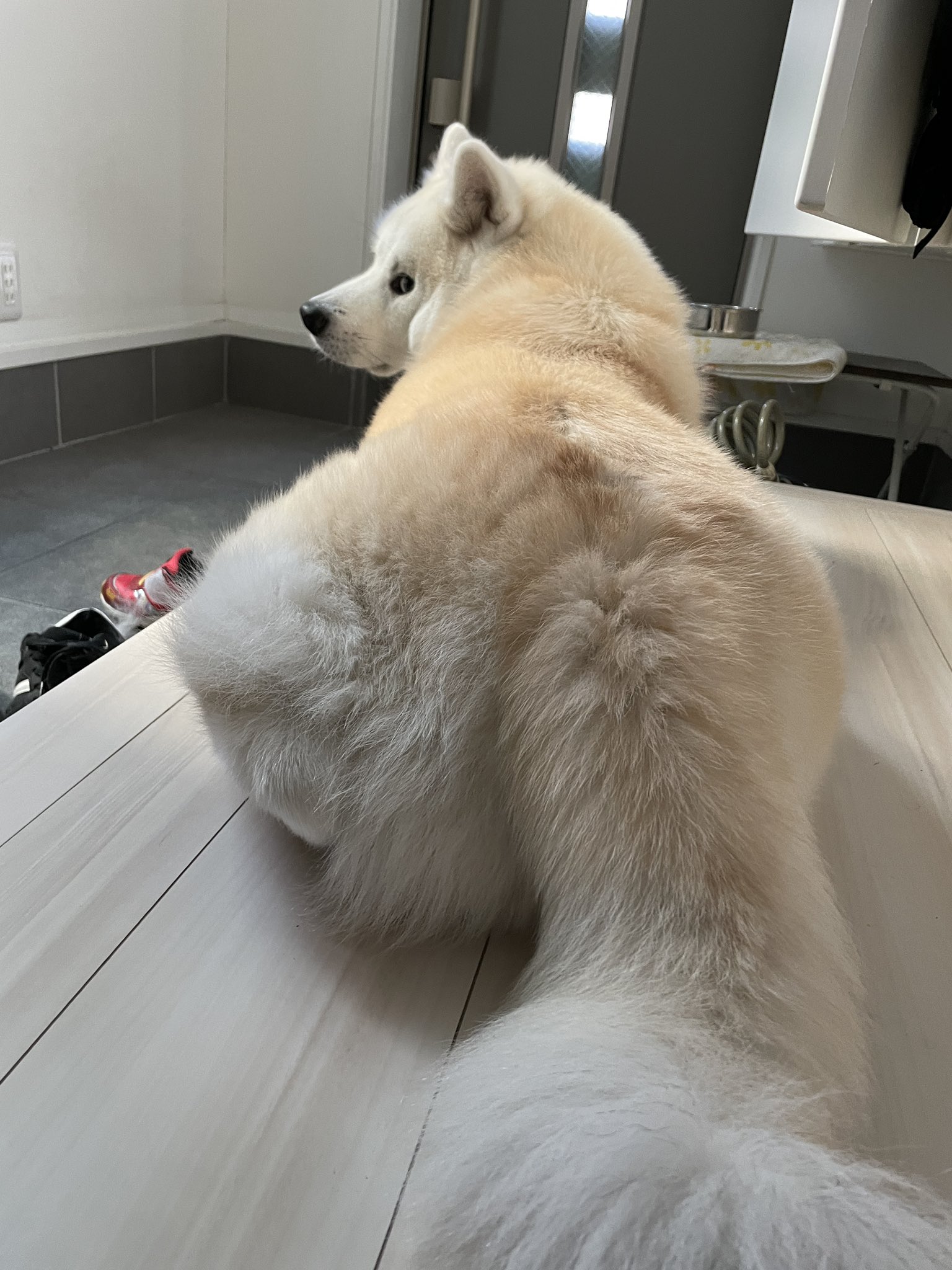お犬太郎様専用 Distrofija Rs