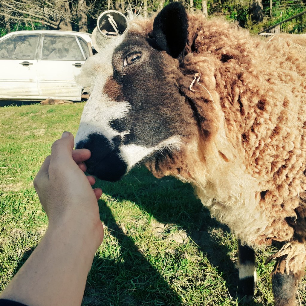 I asked some of my sheep what they felt about their contribution to global emissions... They didn't care, they just wanted some pats and treats.