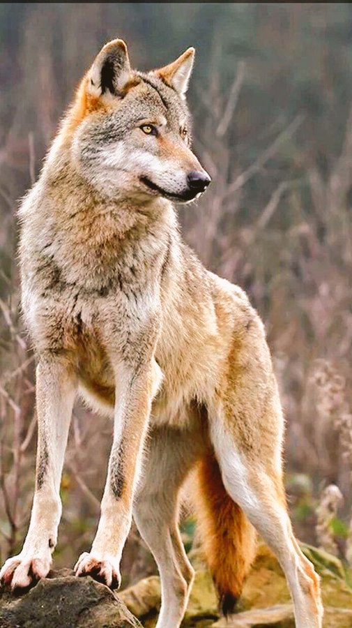 AGerlitzki's tweet photo. ℹ️🐺Laßt endlich den ❤️🐺in
Ruhe! - Der Freistaat sollte den Almbauern die Anschaf-
fung spezieller
#Herdenschutzhunde
finanzieren, dann ist bei gutem
Willen auch die #gebotene Ko-
existenz mit dem #edlen Wild-
tier ❤️🐺 möglich. - Handeln Sie
proaktiv ❤️🐺, Dr. Söder! -
❤️🐺WAG https://t.co/s35u9Rs4bq