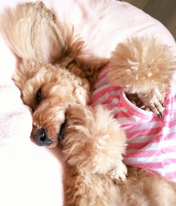 いぬのきもちのtwitterイラスト検索結果