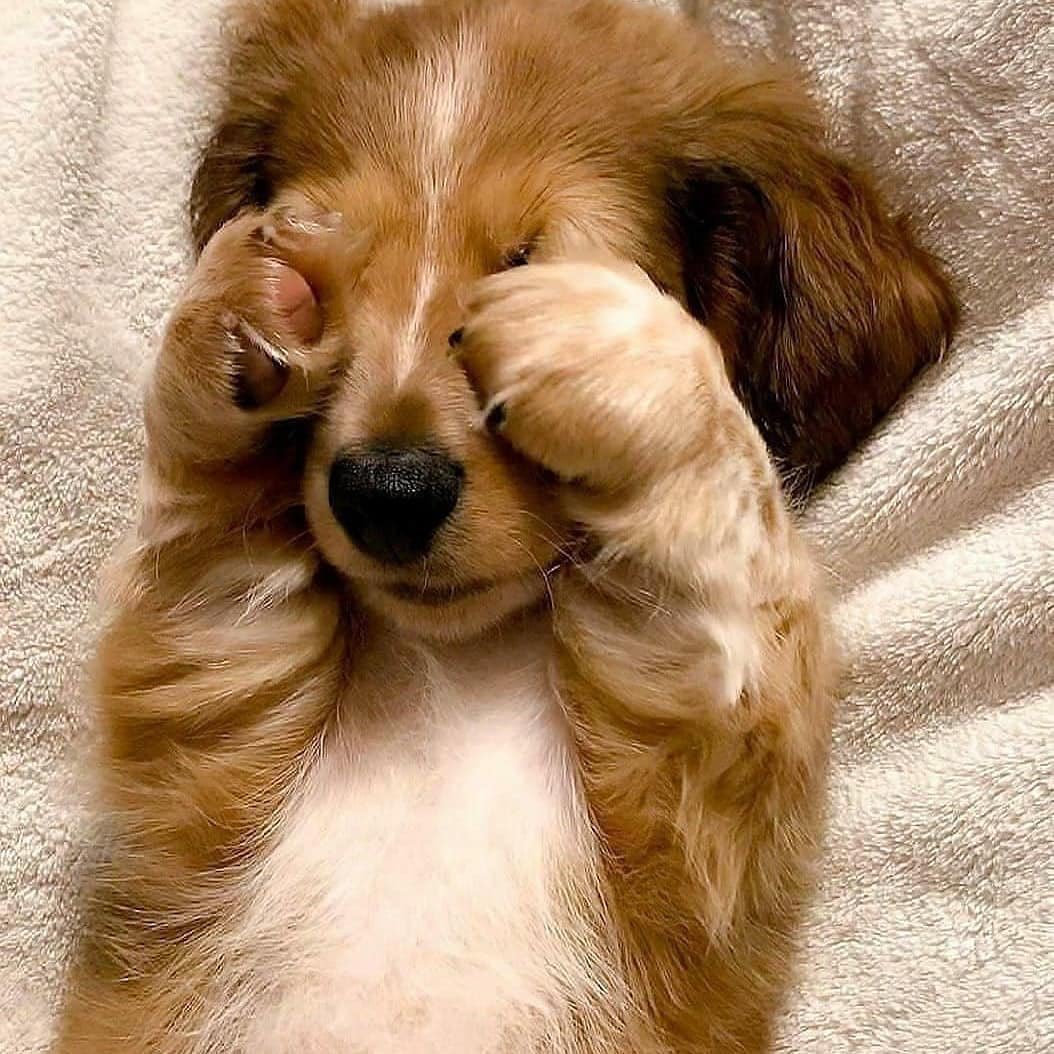 ⓜⓨ ⓙⓐⓚⓔ 🍄🦮 (slow) tweet media