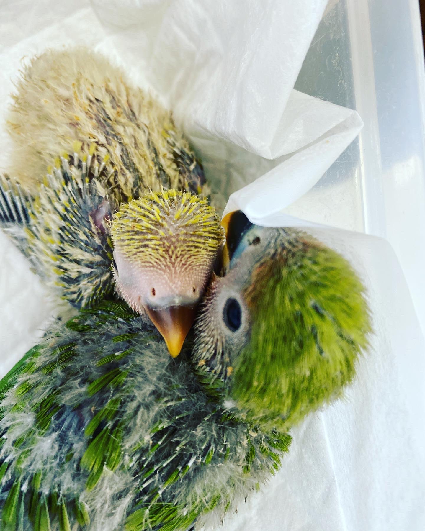 鳥っちょ 里親募集 有償です Toriccho412 Twitter