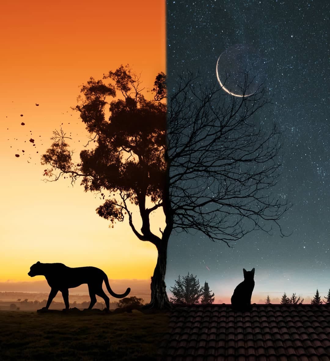 Mohammed_GG_'s tweet photo. 🐈🐆 https://t.co/JiRiRfhdI2