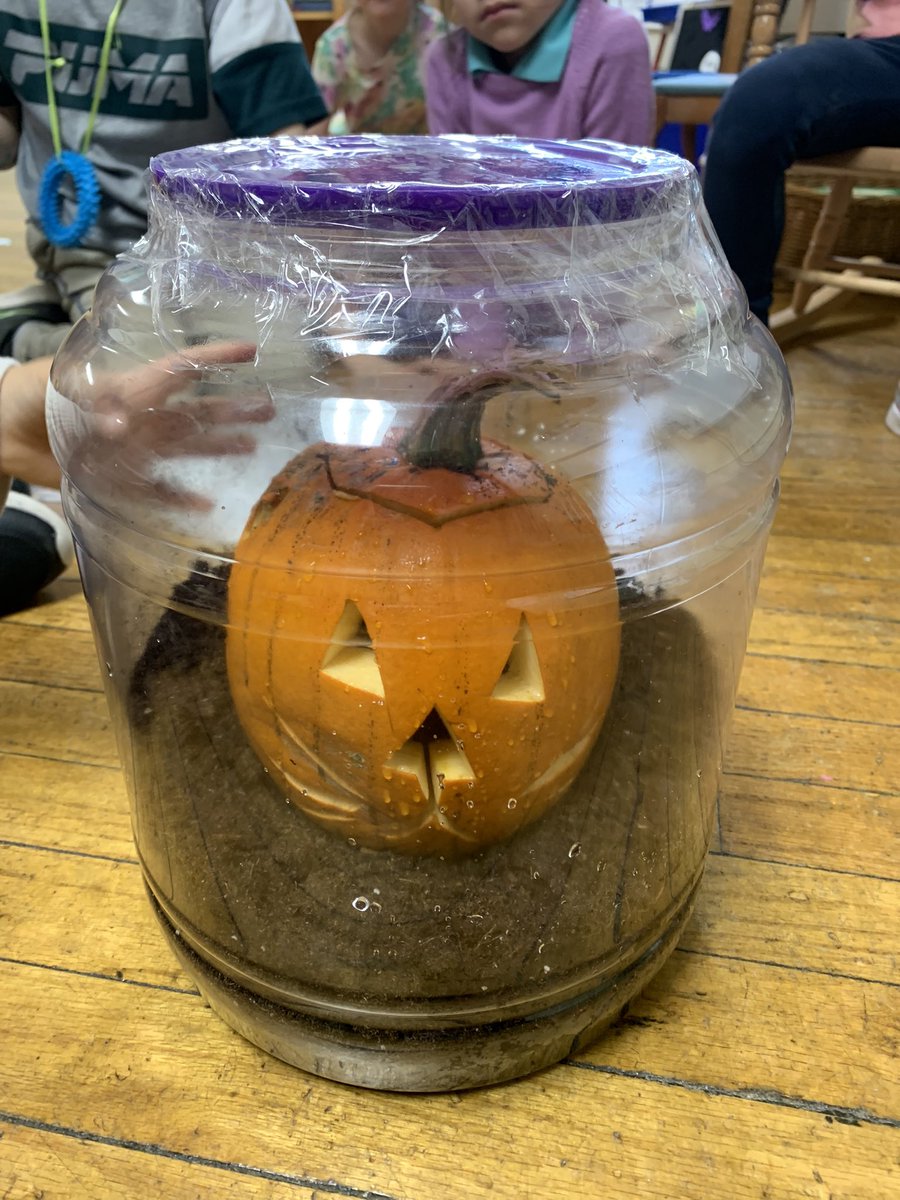 After we read the book ‘Pumpkin Jack’, we decided to see what would happen with our ‘Pumpkin Gus’ #inquiry #lifecycles #kindergartenisawesome <a href="/BishopFeild/">Bishop Feild Elementary</a> <a href="/NLESDCA/">NLESD</a>