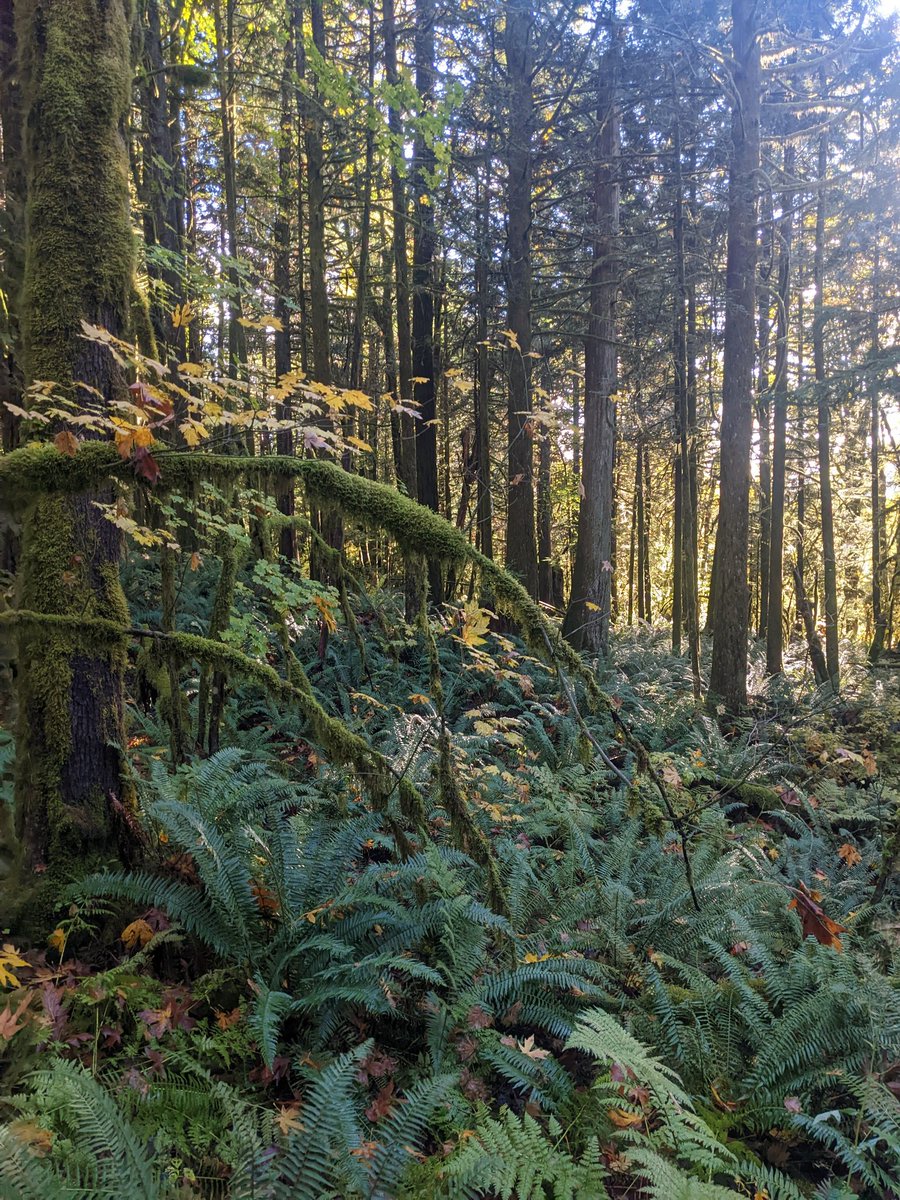 Hank Pine tweet media