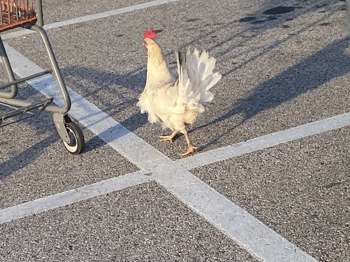 amandahallthd's tweet photo. Parking lot buddy. He was waiting for me next to the #Subaru @jillcappel @TimLuca84807119 #CanWeKeepHim #TakingCareOfOurPeople #OrangeBlooded (rooster) https://t.co/kRwrOC8nEf