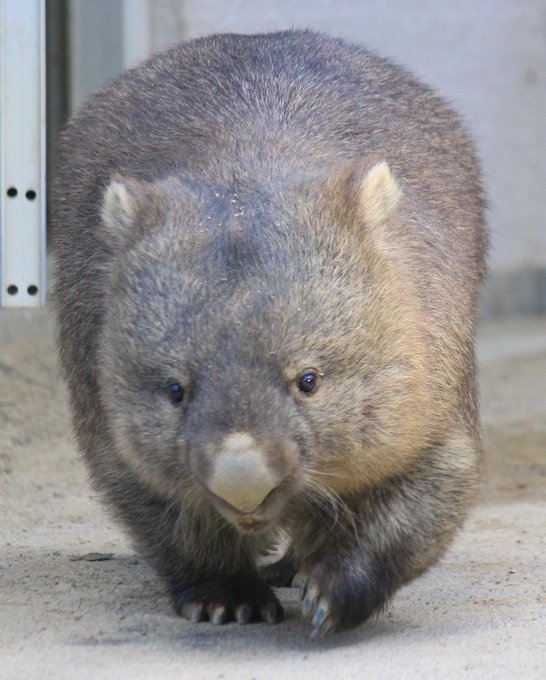 ウォンバット様 Coarse-haired wombat (SATSUKIYAMA ZOO, Osaka, Japan